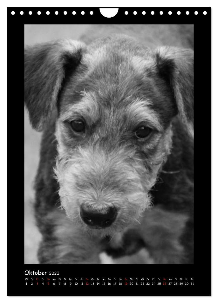 Bild: 9783457051344 | Der Airedale: Portraits eines "Dickkopfes" (Wandkalender 2025 DIN...