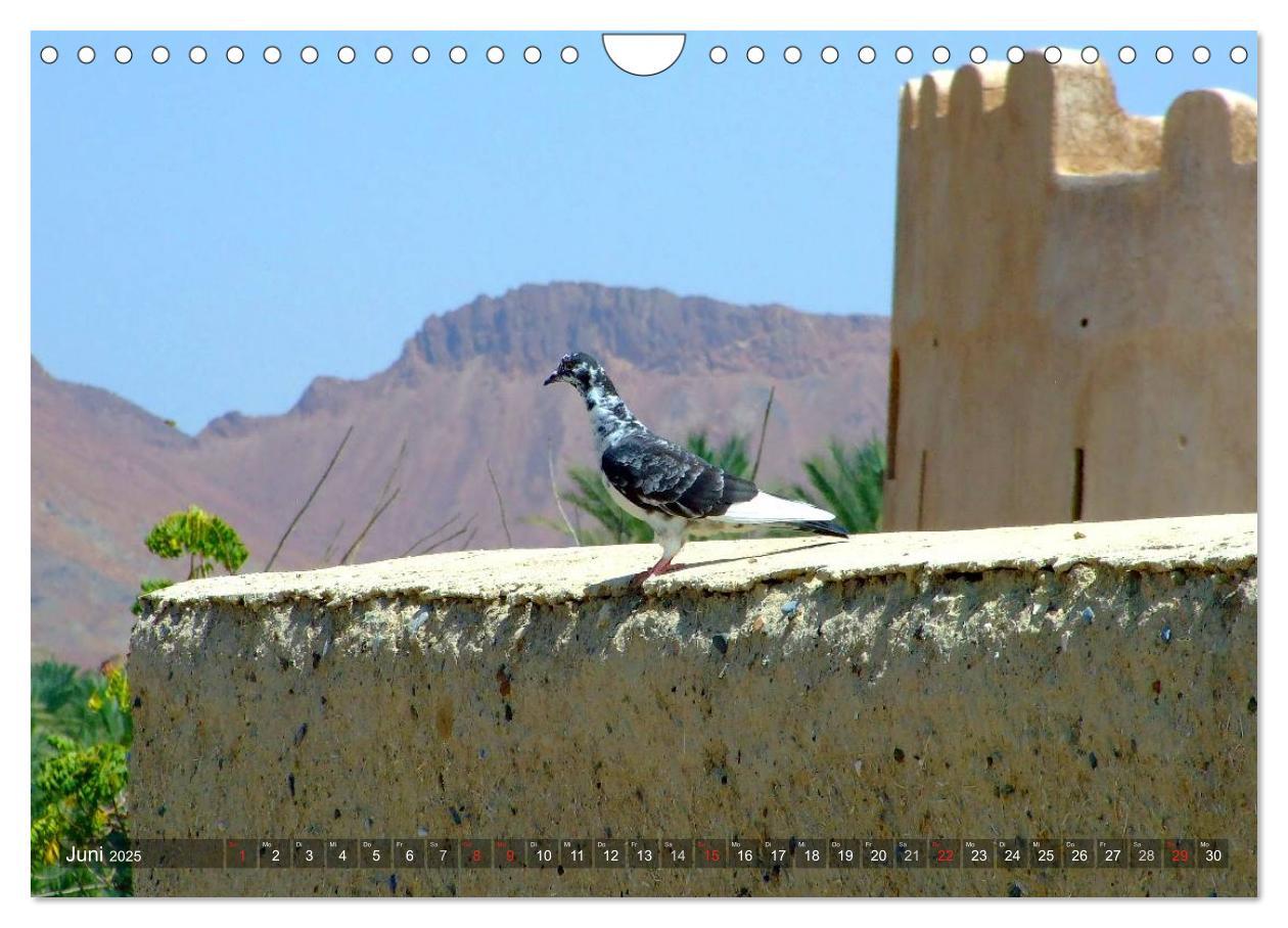 Bild: 9783435724765 | Oman - Eine Bilder-Reise (Wandkalender 2025 DIN A4 quer), CALVENDO...