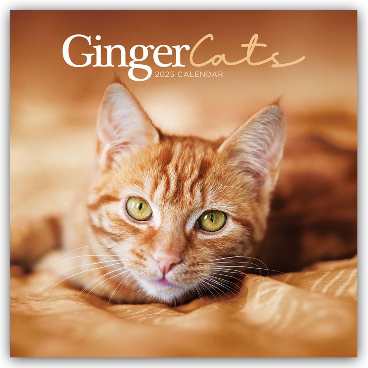 Cover: 9781529845334 | Ginger Cats - Rothaarige Katzen 2025 - Wand-Kalender | Calendar | 2025