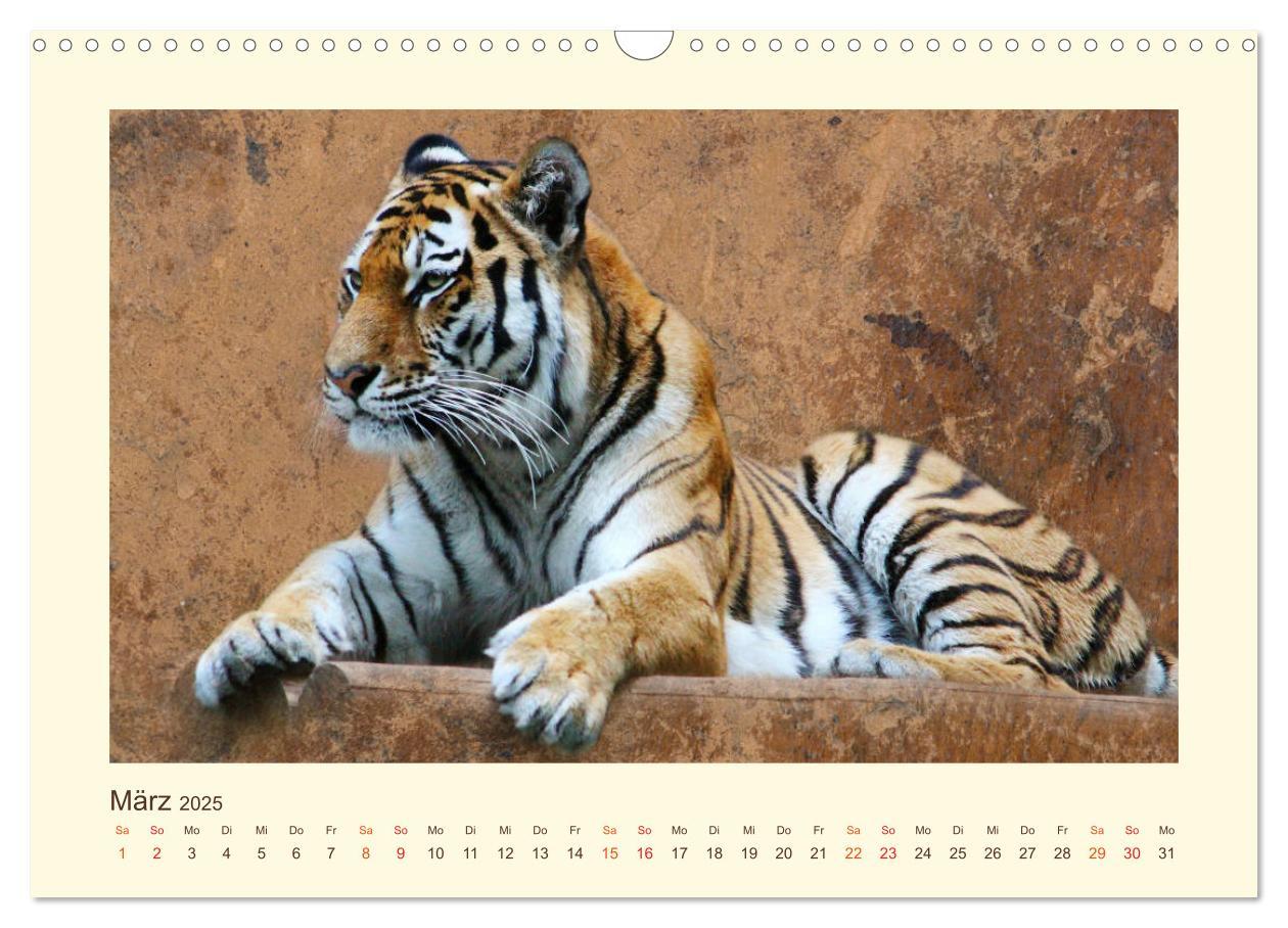 Bild: 9783435449033 | Sibirische Tigerportraits (Wandkalender 2025 DIN A3 quer), CALVENDO...