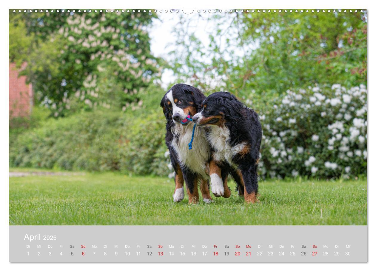 Bild: 9783435659012 | Liebling BERNER SENNENHUND (Wandkalender 2025 DIN A2 quer),...