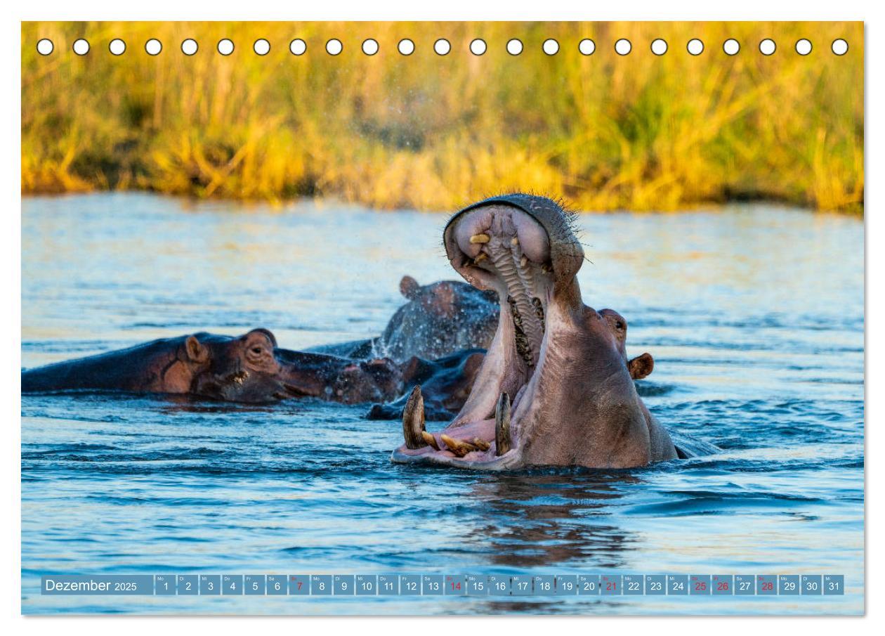 Bild: 9783435312283 | Wildlife Sambia (Tischkalender 2025 DIN A5 quer), CALVENDO...