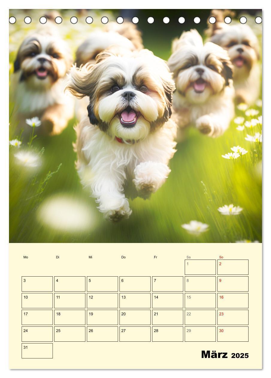 Bild: 9783435874514 | Shih Tzu Alarm. Glückliche Wuschelköpfe (Tischkalender 2025 DIN A5...