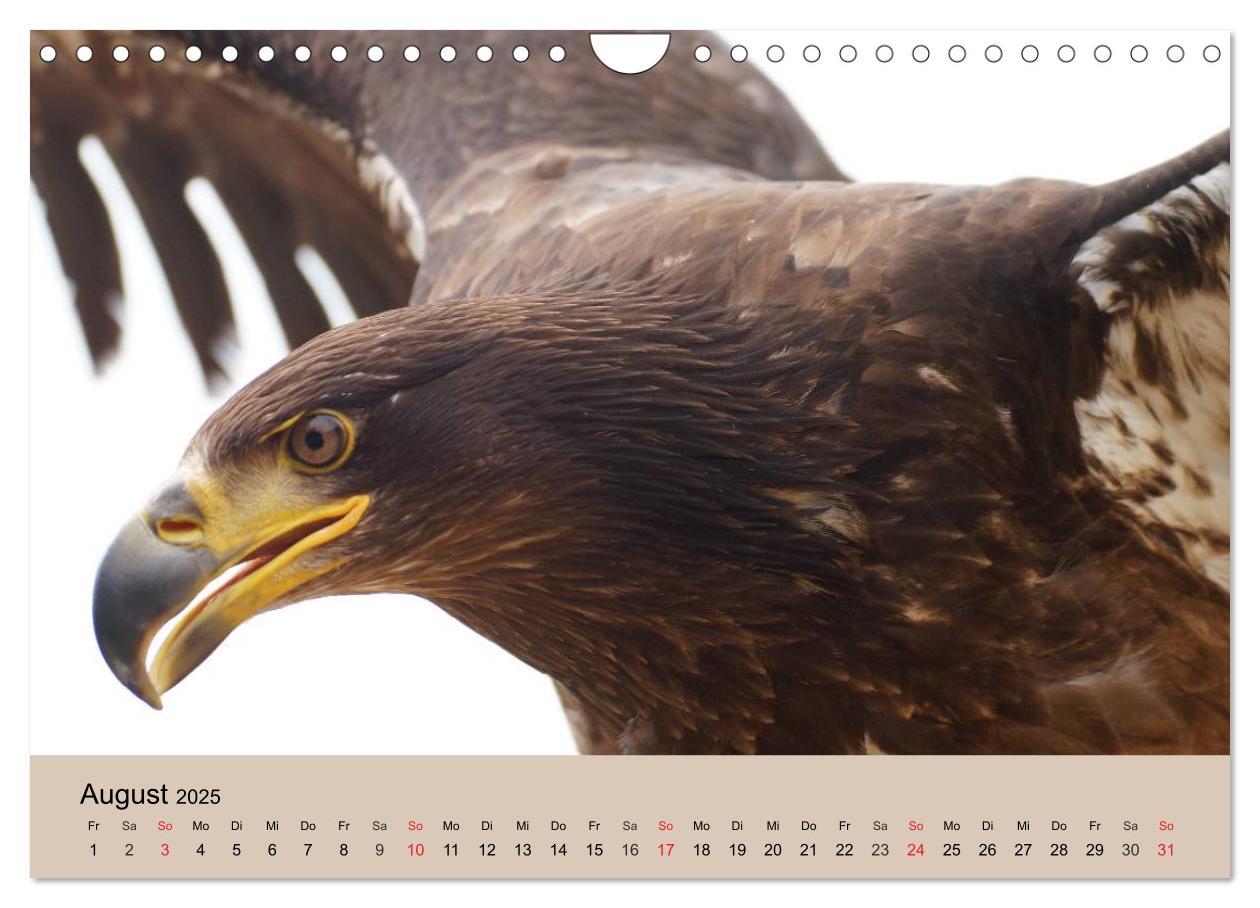 Bild: 9783435515493 | Der Steinadler. Majestätischer Greifvogel (Wandkalender 2025 DIN A4...