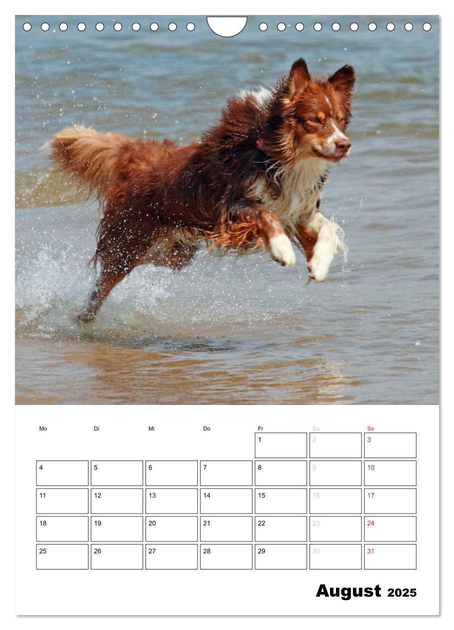 Bild: 9783457080658 | Australian Shepherd (Wandkalender 2025 DIN A4 hoch), CALVENDO...