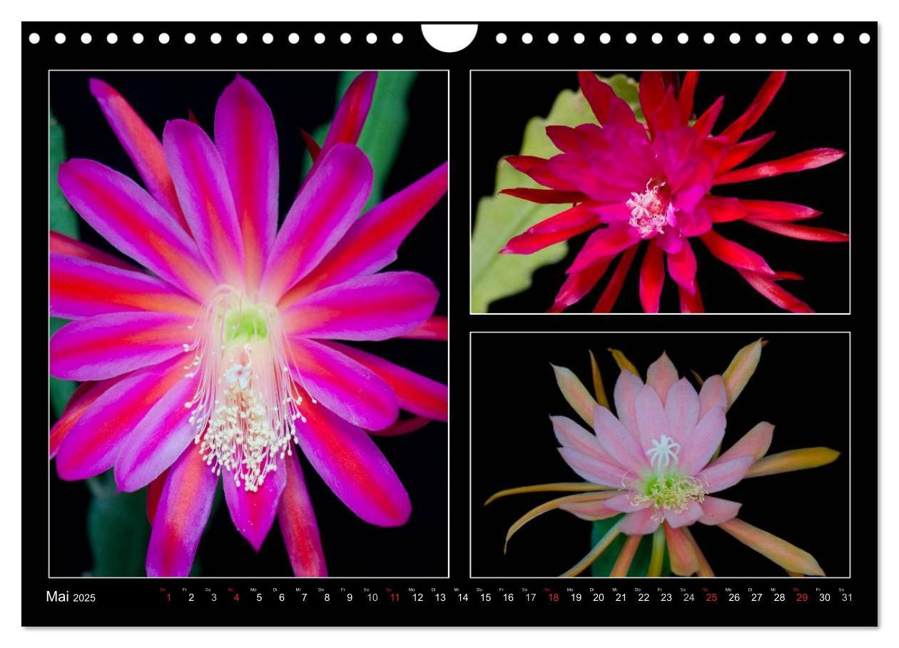 Bild: 9783435637171 | Epiphyllum-Hybriden (Wandkalender 2025 DIN A4 quer), CALVENDO...