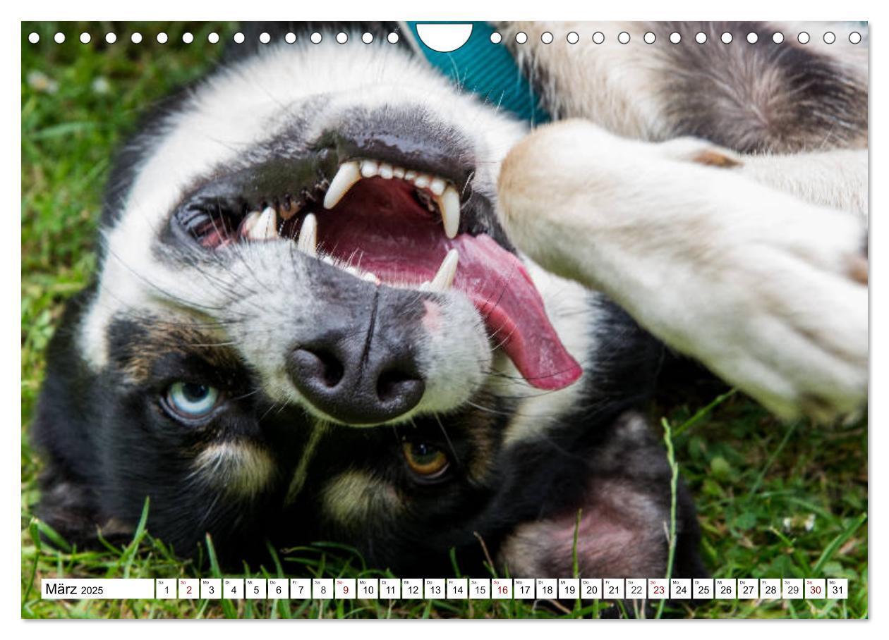 Bild: 9783435422029 | Lustige Tier-Selfies. Tierische Selbstportraits (Wandkalender 2025...