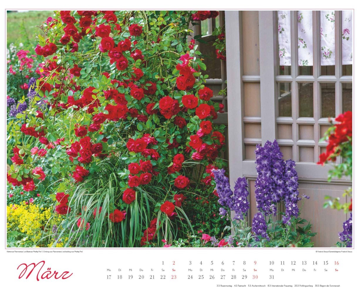 Bild: 4250809653457 | DUMONT - Im Rosengarten 2025 Wandkalender, 52x42,5cm,...