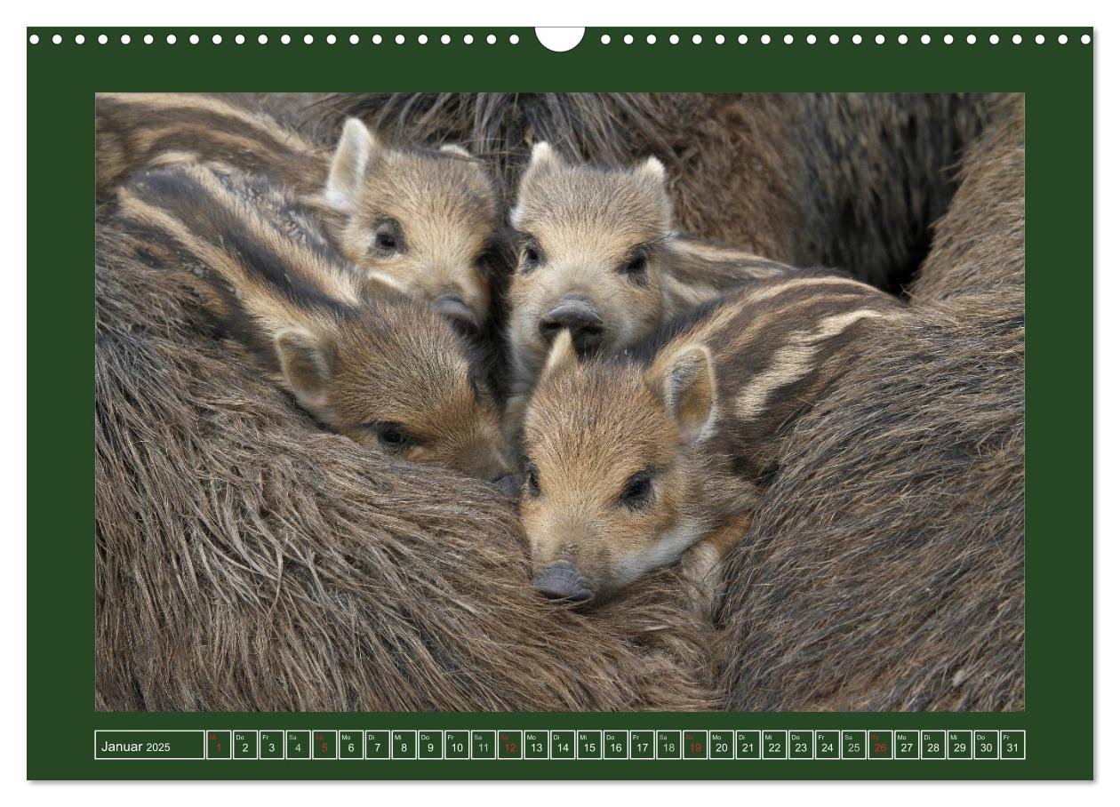 Bild: 9783435777525 | Schweinkram - Die Wildschweine sind los (Wandkalender 2025 DIN A3...