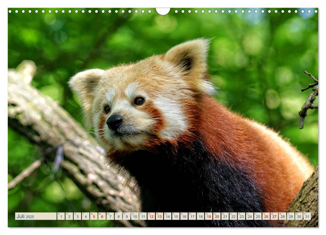 Bild: 9783435357192 | Kleiner Panda auf Entdeckungstour (Wandkalender 2025 DIN A3 quer),...