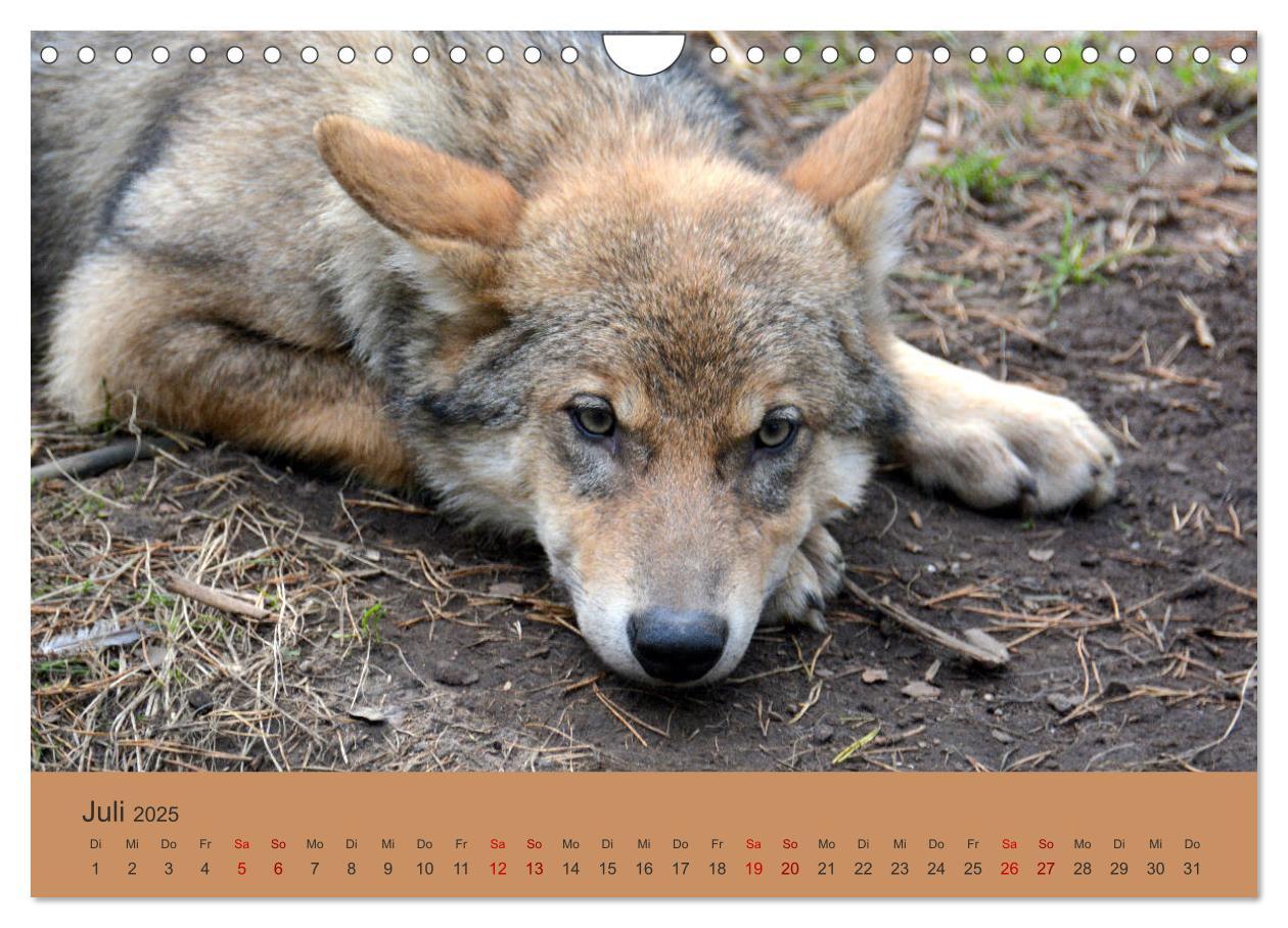 Bild: 9783435393817 | Begegnungen DER WOLF (Wandkalender 2025 DIN A4 quer), CALVENDO...