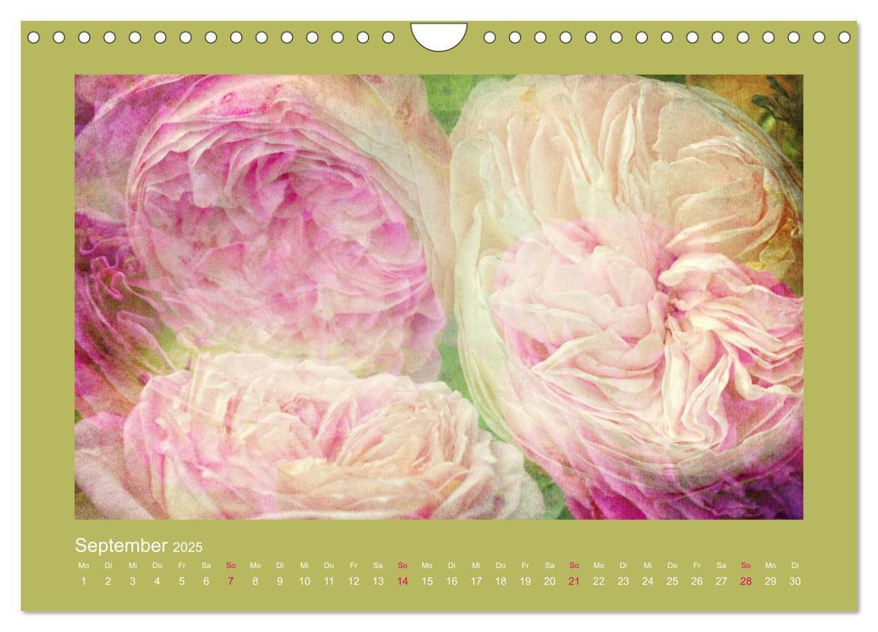 Bild: 9783435737475 | Romantische Rosen (Wandkalender 2025 DIN A4 quer), CALVENDO...