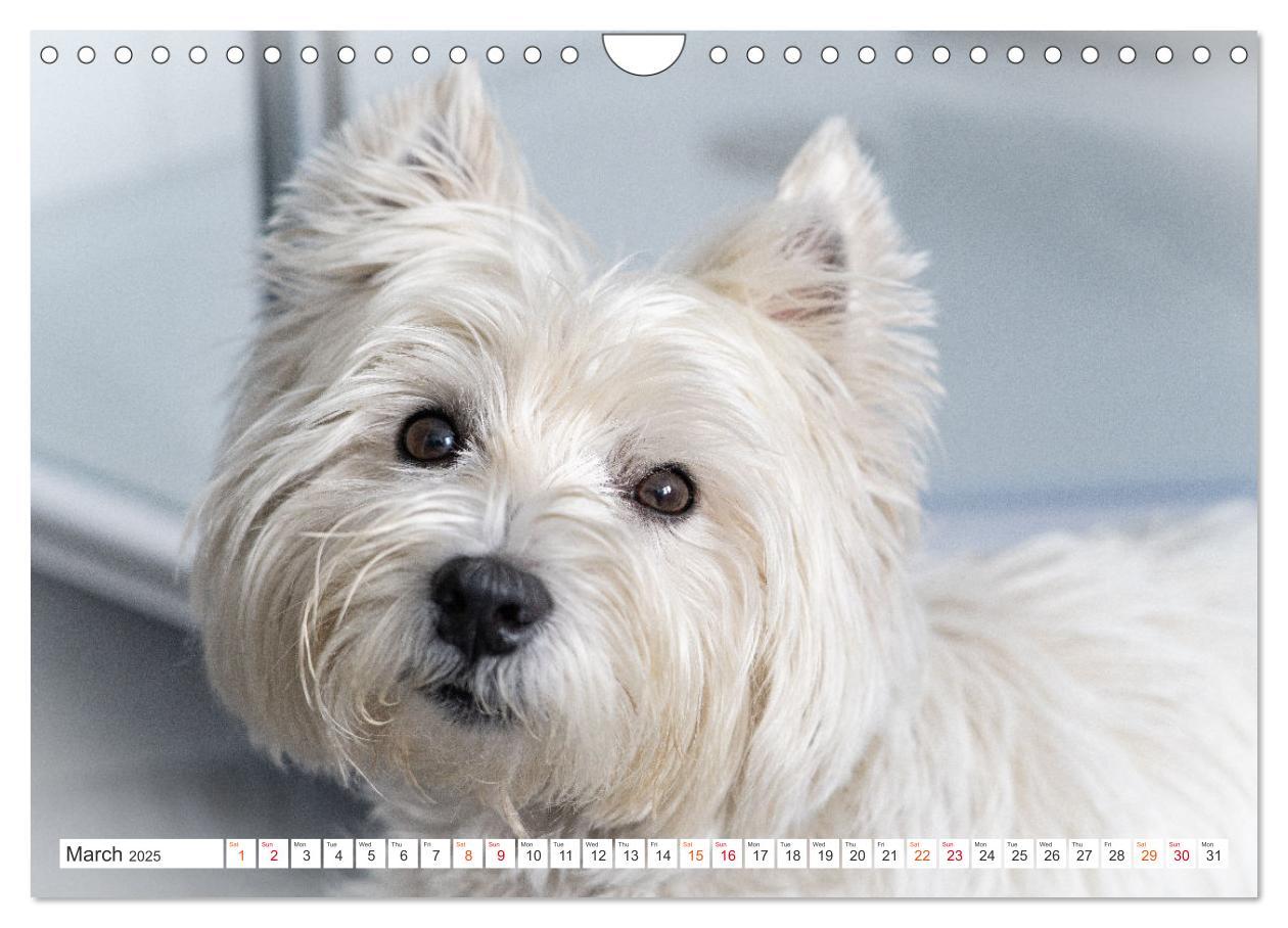 Bild: 9781325930739 | West Highland White Terrier - Your charming companion (Wall...