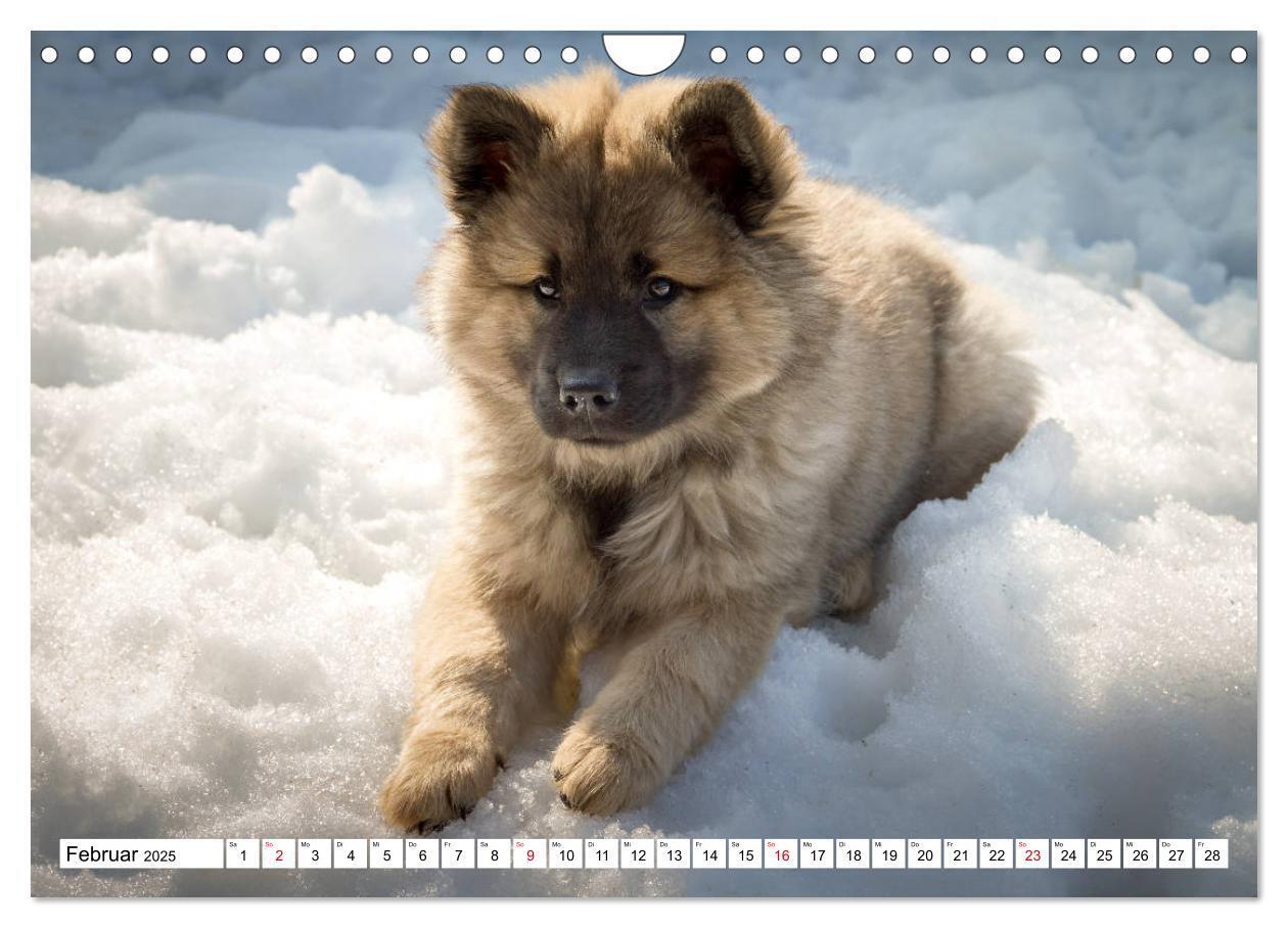 Bild: 9783435335909 | Eurasier, der Hund im Wolfspelz (Wandkalender 2025 DIN A4 quer),...