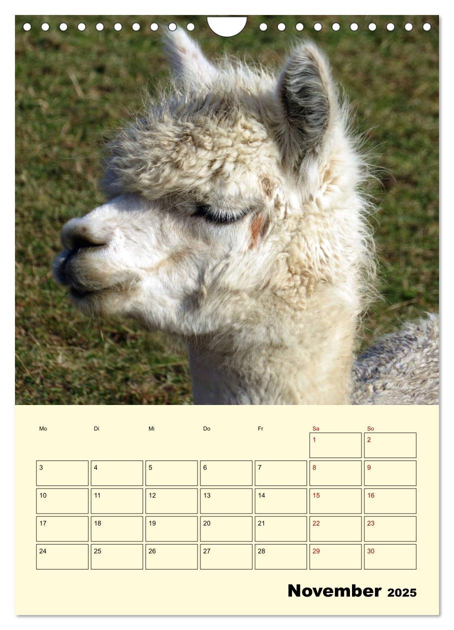 Bild: 9783435962839 | Alpakas erleben (Wandkalender 2025 DIN A4 hoch), CALVENDO...