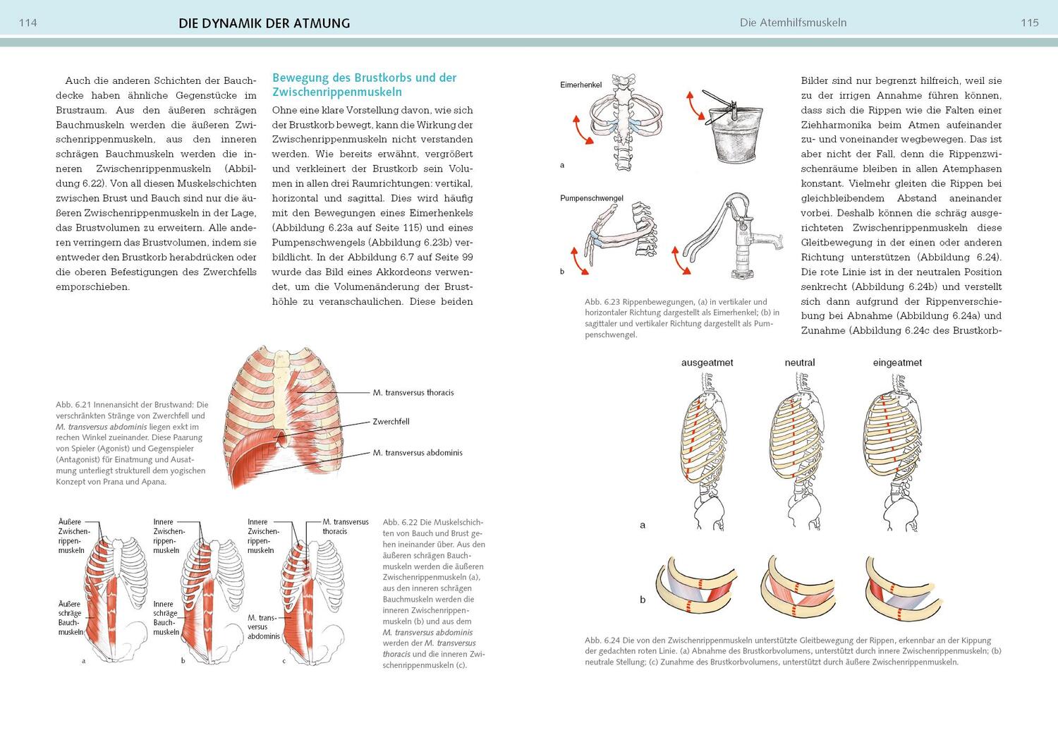 Bild: 9783742320513 | Yoga-Anatomie | Leslie Kaminoff (u. a.) | Taschenbuch | 384 S. | 2022