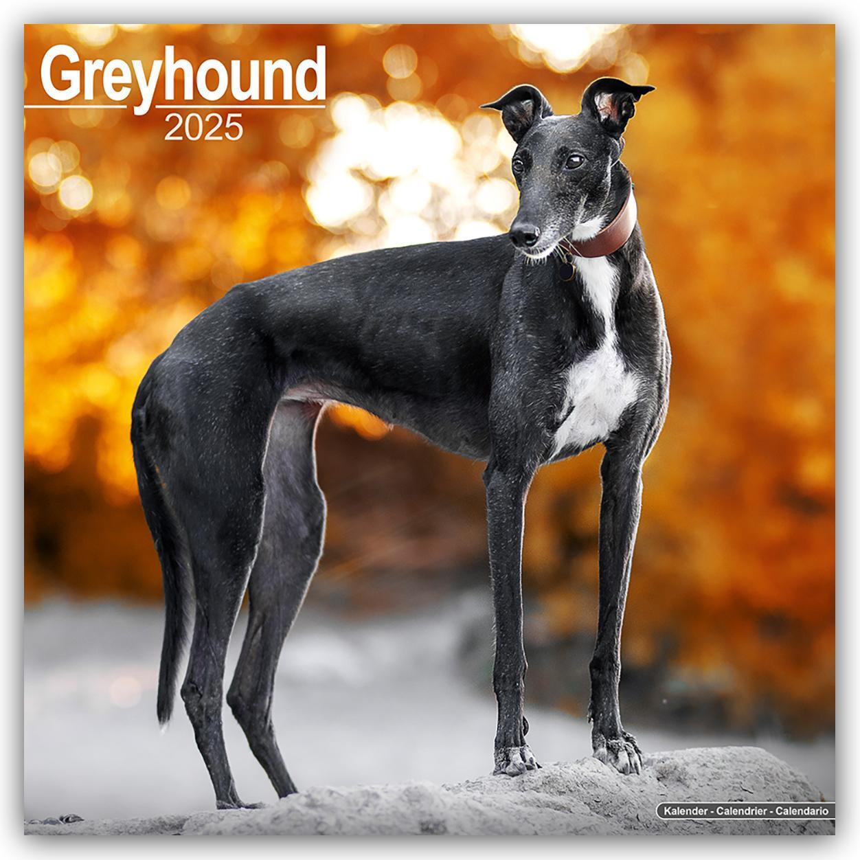 Cover: 9781804603536 | Greyhound - Großer Englischer Windhund 2025 - 16-Monatskalender | Ltd