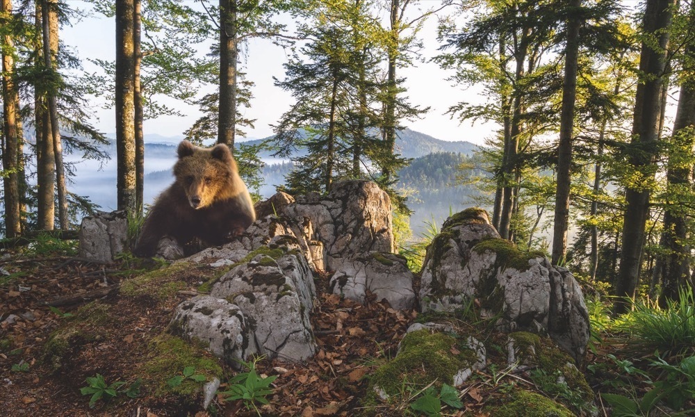 Bild: 9783954162826 | Unter wilden Bären | Der neue Nachbar in unseren Wäldern | Buch | 2019