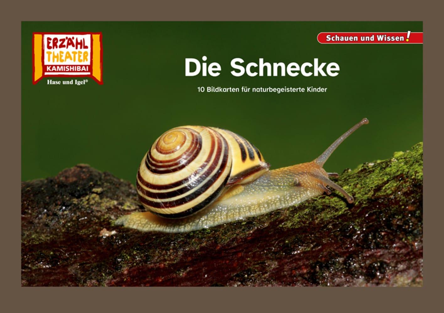 Cover: 4260505832933 | Die Schnecke / Kamishibai Bildkarten | Taschenbuch | 12 S. | Deutsch