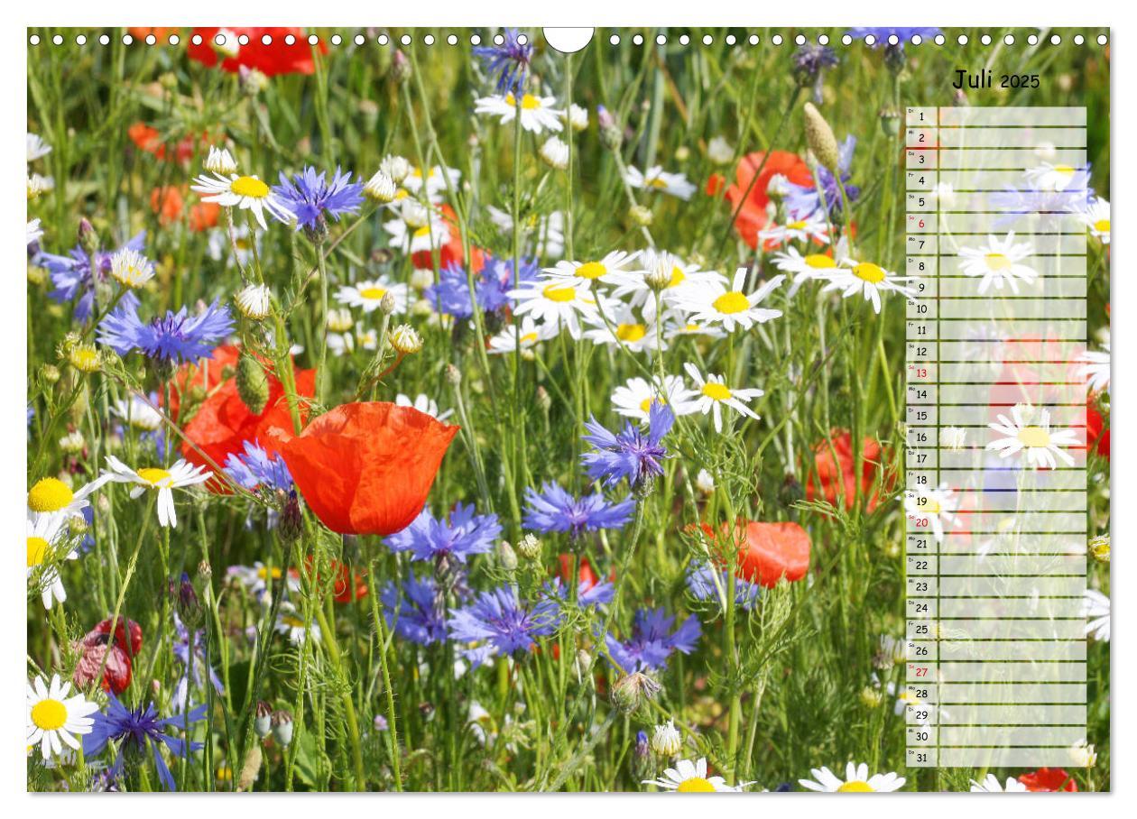 Bild: 9783435288137 | Klatschmohn im Feld (Wandkalender 2025 DIN A3 quer), CALVENDO...