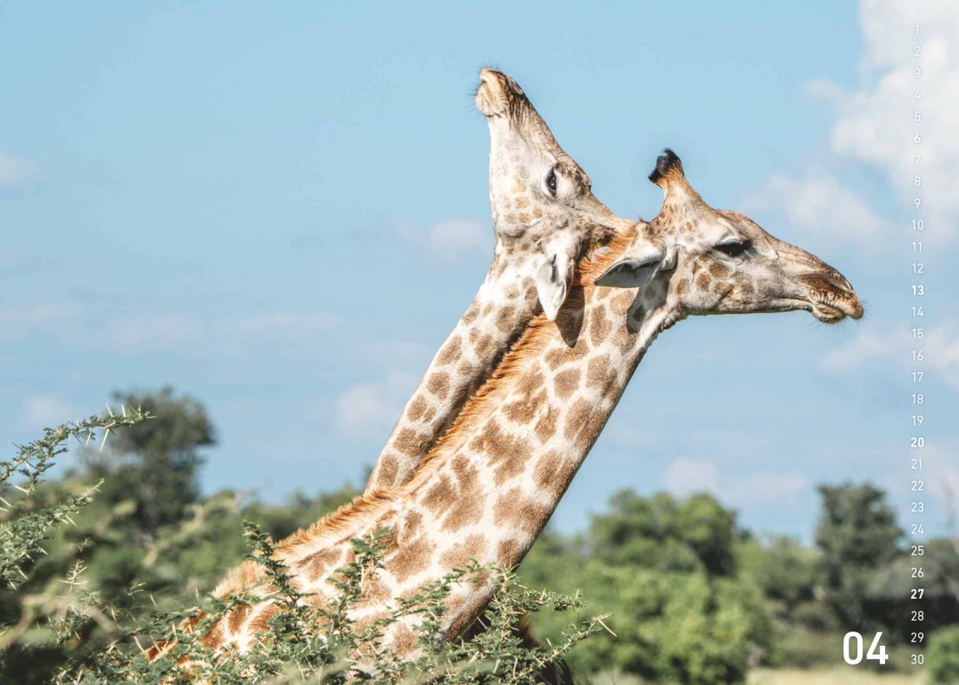 Bild: 4002725995445 | teNeues - Fabian Kahl: Safari im Herzen 2025 Wandkalender, 70x50cm,...