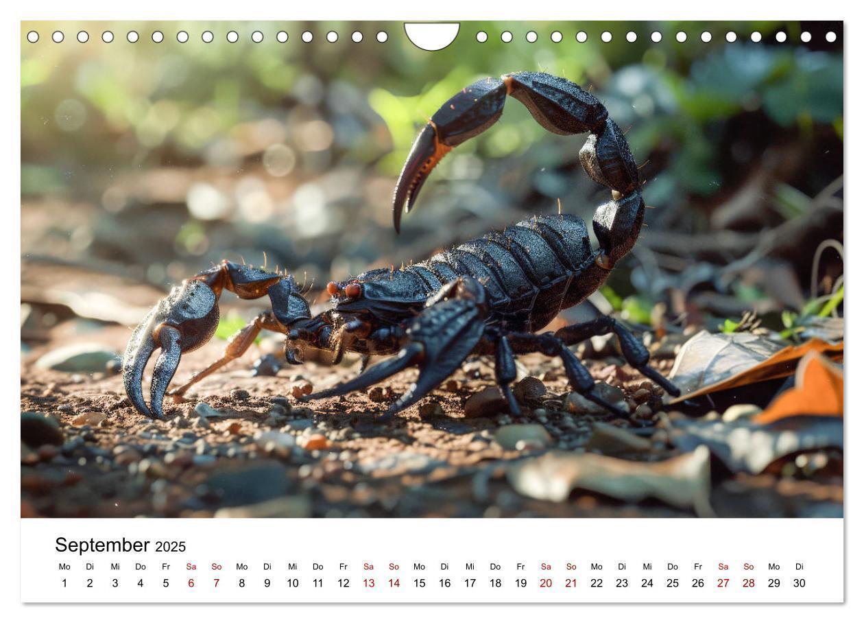 Bild: 9783383800641 | Wildes Down Under: Tiere des Australischen Kontinents (Wandkalender...