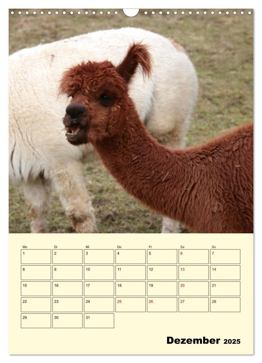 Bild: 9783435962372 | Alpakas erleben (Wandkalender 2025 DIN A3 hoch), CALVENDO...