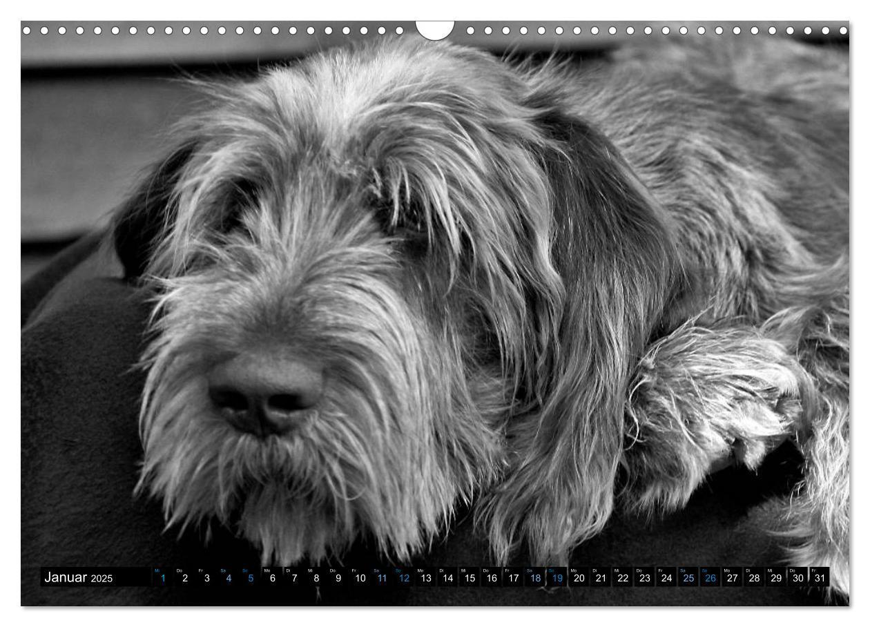 Bild: 9783435629510 | Carissimo Spinone Italiano (Wandkalender 2025 DIN A3 quer),...