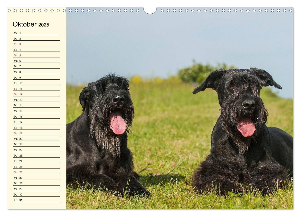 Bild: 9783435545049 | Treuer Freund Riesenschnauzer (Wandkalender 2025 DIN A3 quer),...