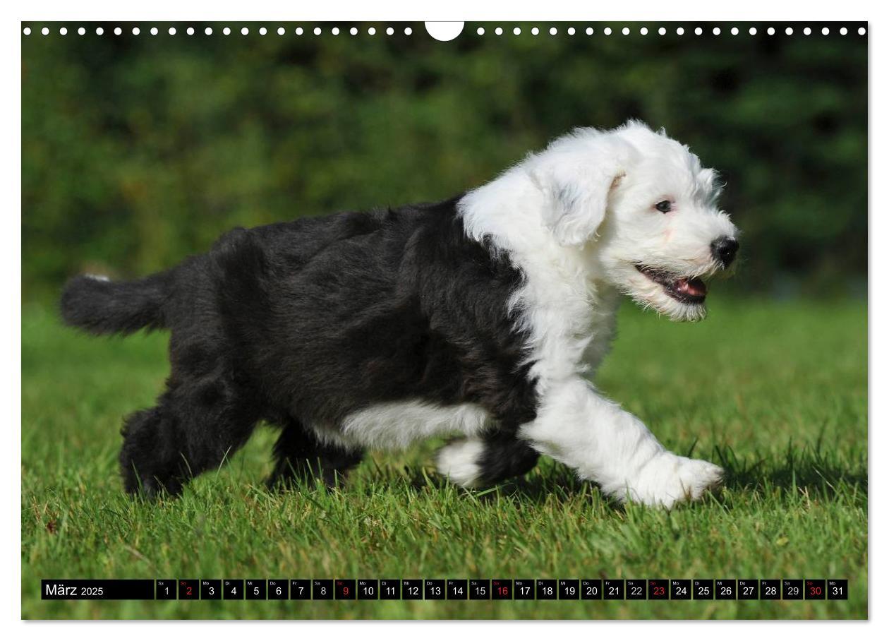 Bild: 9783435571680 | Traumhund Bobtail (Wandkalender 2025 DIN A3 quer), CALVENDO...