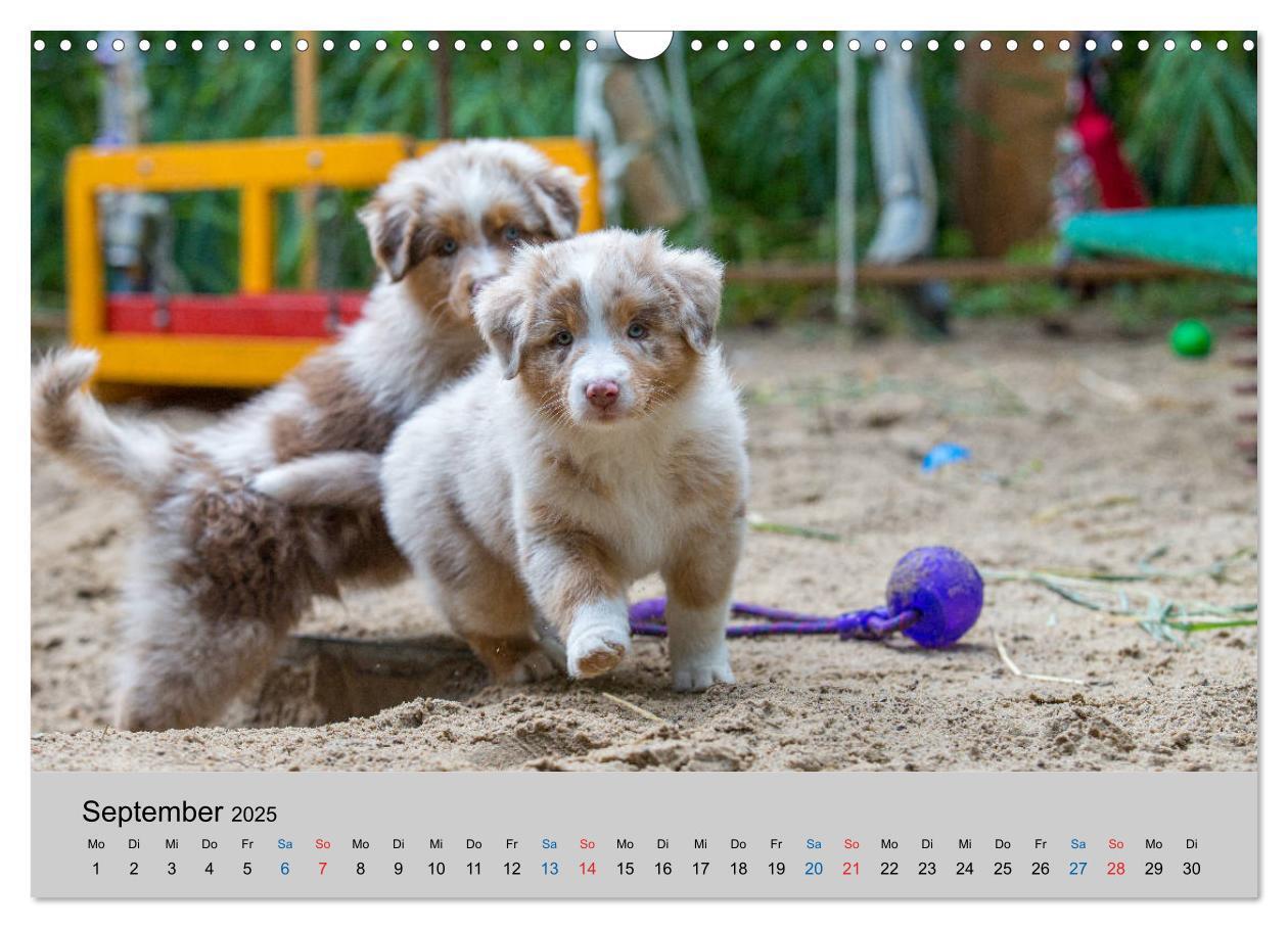 Bild: 9783435151035 | Australian Shepherd Welpen 2025 (Wandkalender 2025 DIN A3 quer),...