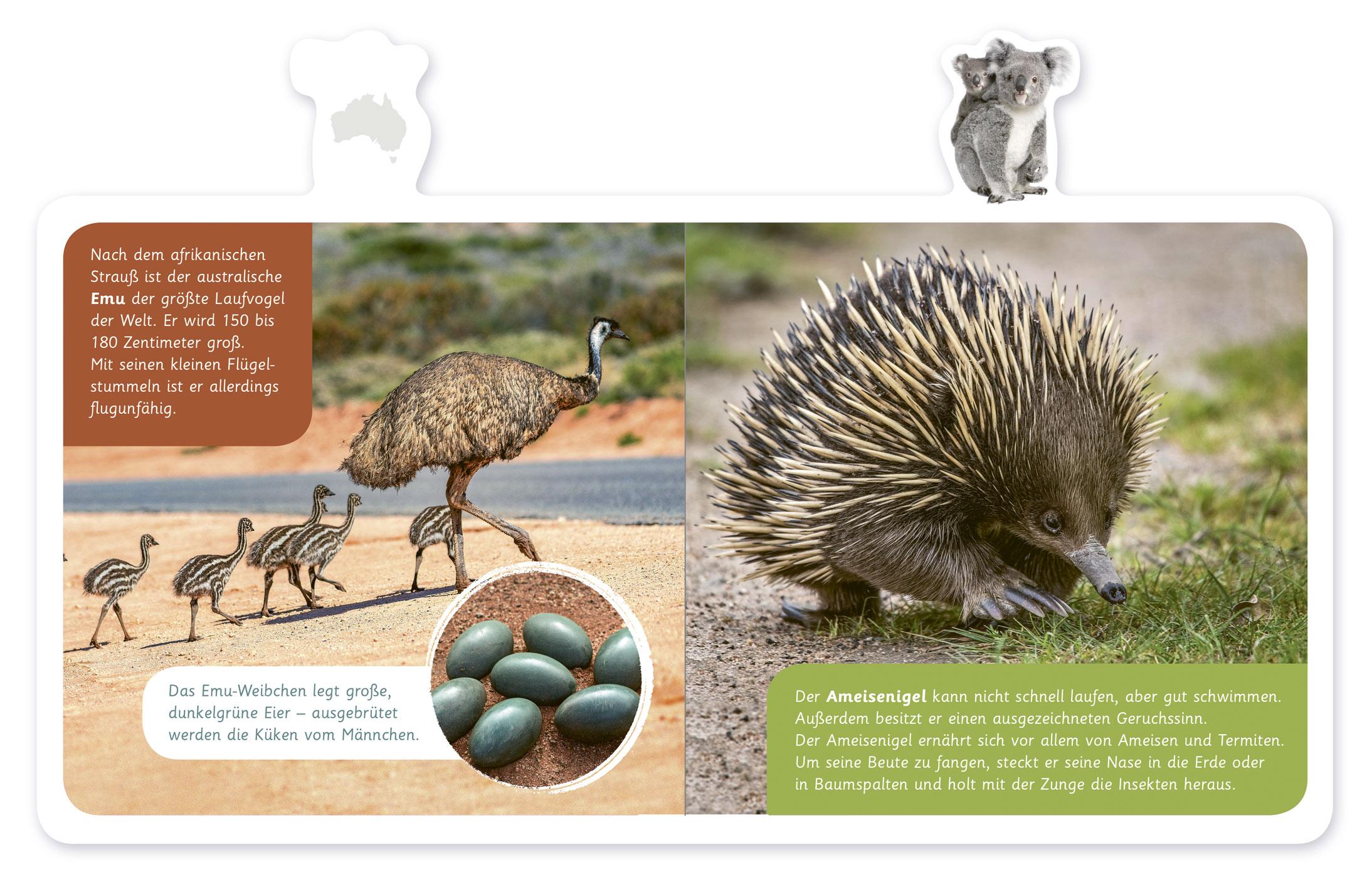 Bild: 9783946360520 | Tiere in Australien | Hannah Kastenhuber | Buch | 14 S. | Deutsch