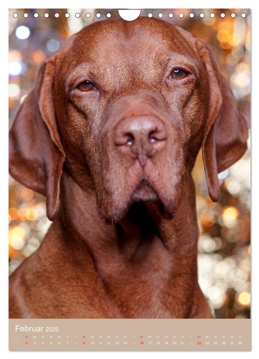 Bild: 9783457016176 | Magyar Vizsla im Portrait (Wandkalender 2025 DIN A4 hoch), CALVENDO...