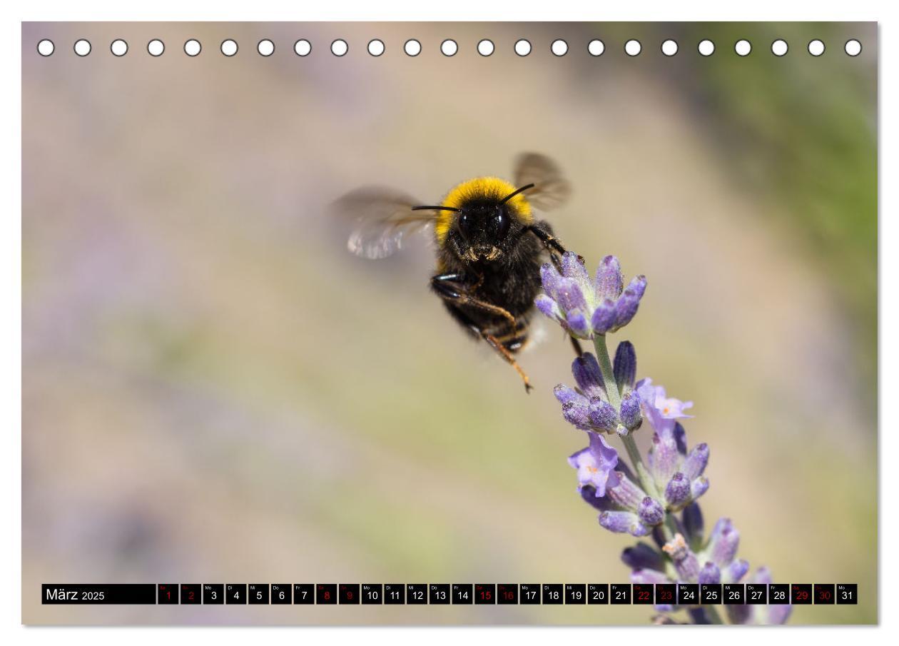 Bild: 9783383847516 | Hummeln - Flugaufnahmen eines faszinierenden Insekts (Tischkalender...