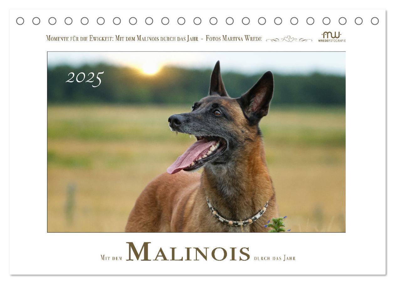 Cover: 9783383798450 | Mit dem Malinois durch das Jahr (Tischkalender 2025 DIN A5 quer),...