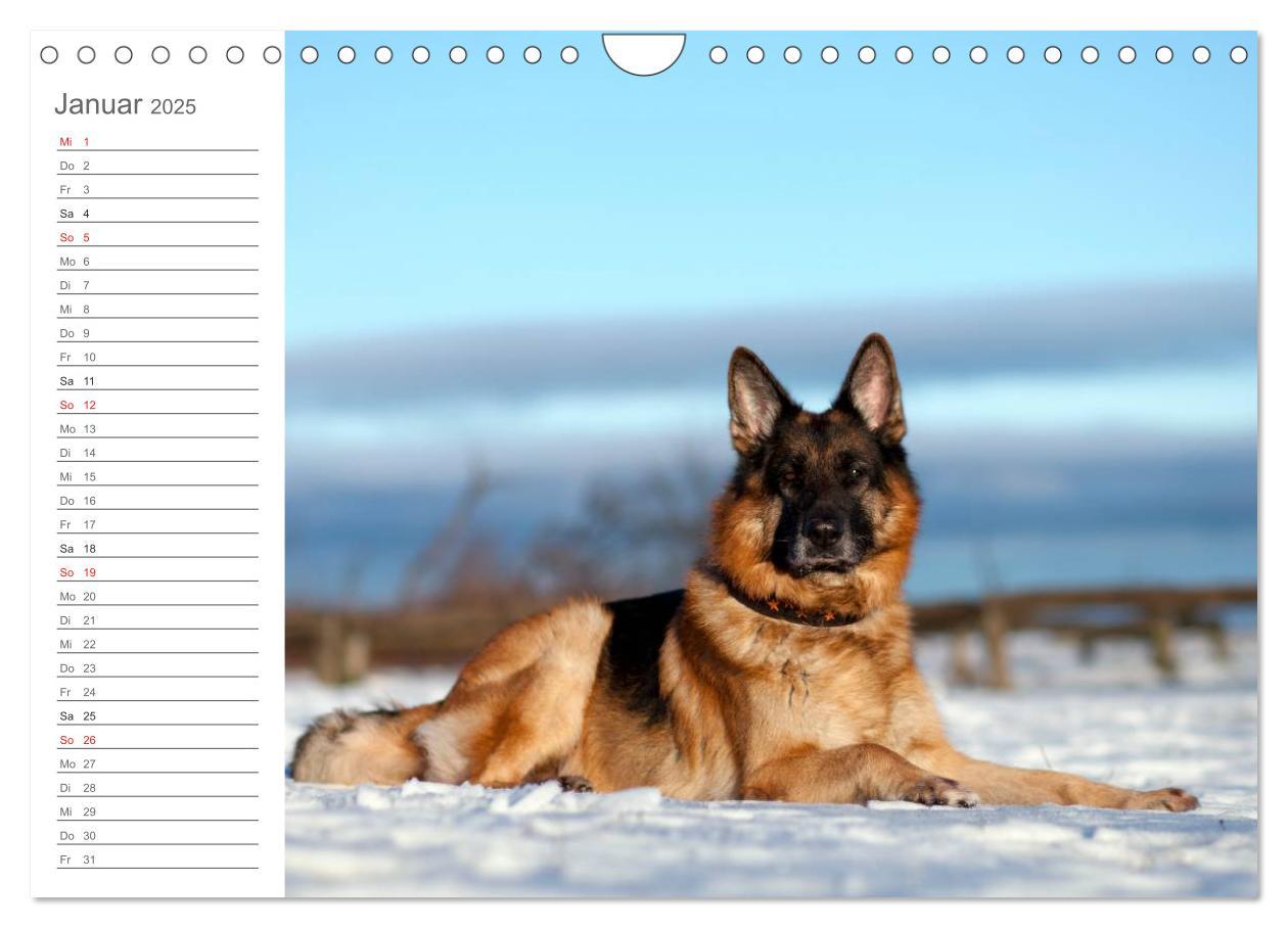 Bild: 9783435474035 | Deutsche Schäferhunde Seelentröster (Wandkalender 2025 DIN A4...