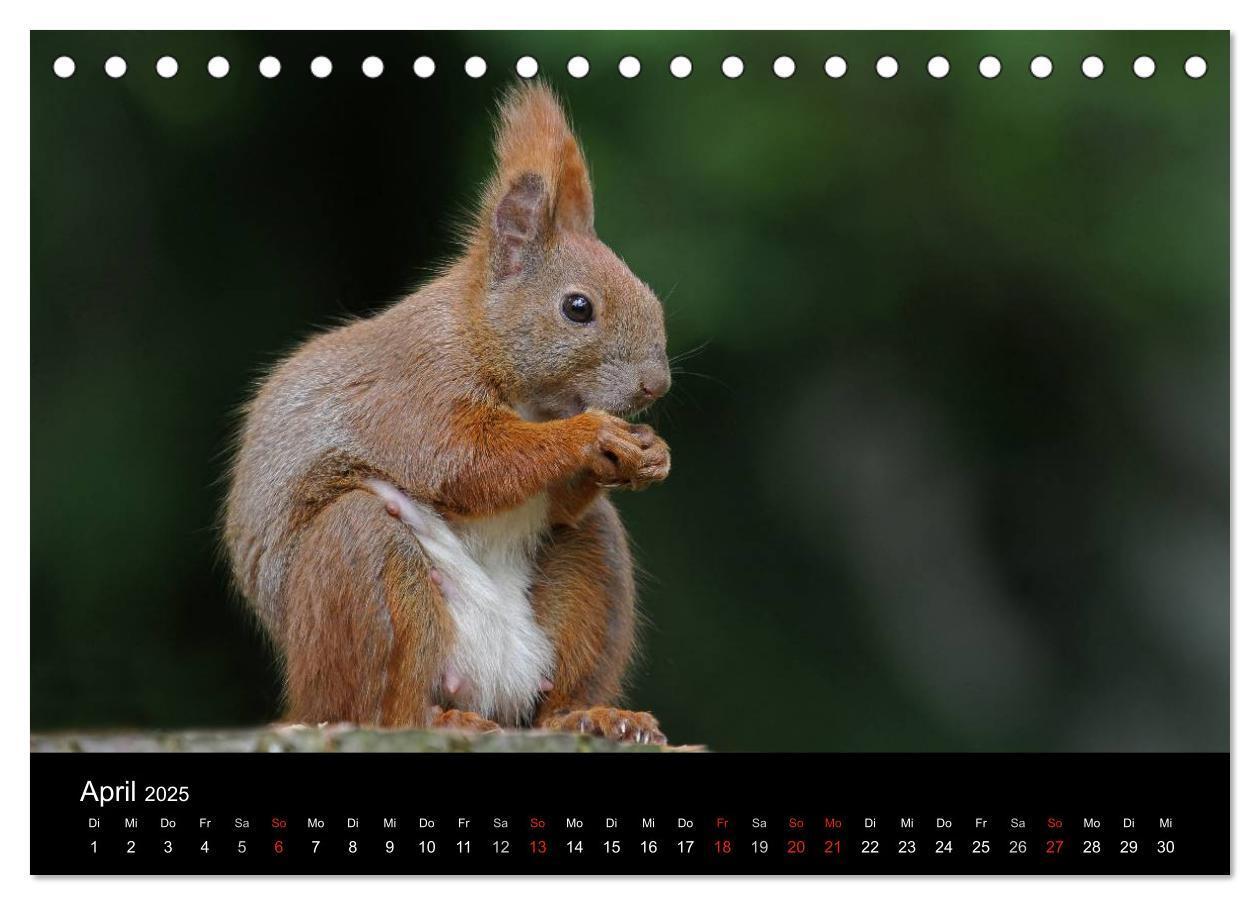 Bild: 9783435561551 | Artist im Garten. Das Eichhörnchen (Tischkalender 2025 DIN A5...