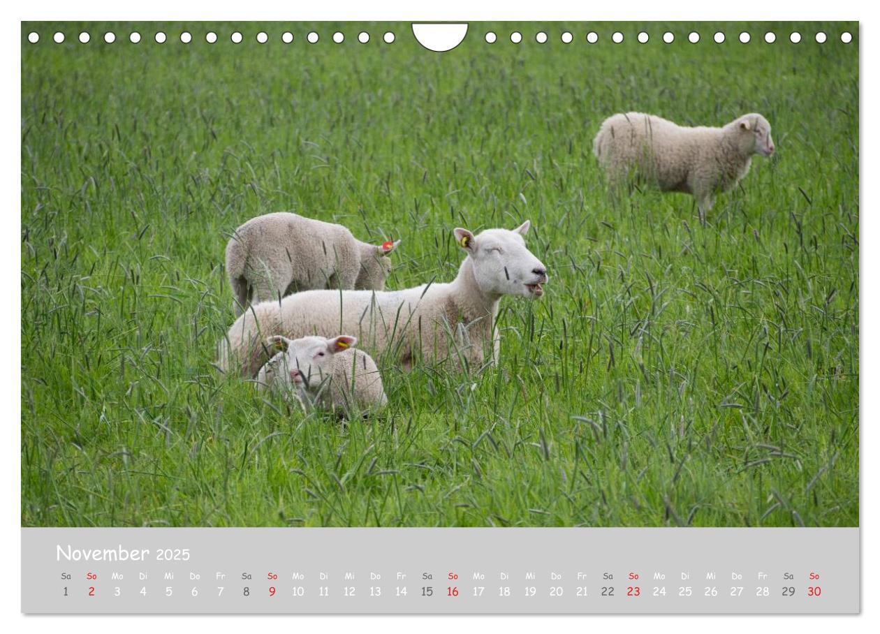 Bild: 9783435524099 | Ganz schön Schaf (Wandkalender 2025 DIN A4 quer), CALVENDO...