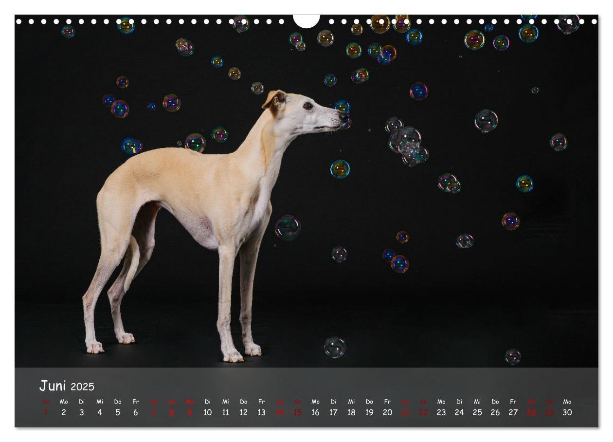 Bild: 9783383889783 | Whippets - Seelenhunde fürs Leben (Wandkalender 2025 DIN A3 quer),...