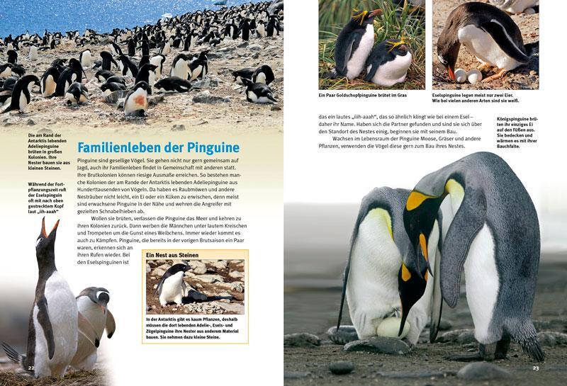 Bild: 9783866592513 | Entdecke die Pinguine | Thomas Schmidt | Buch | 56 S. | Deutsch | 2014