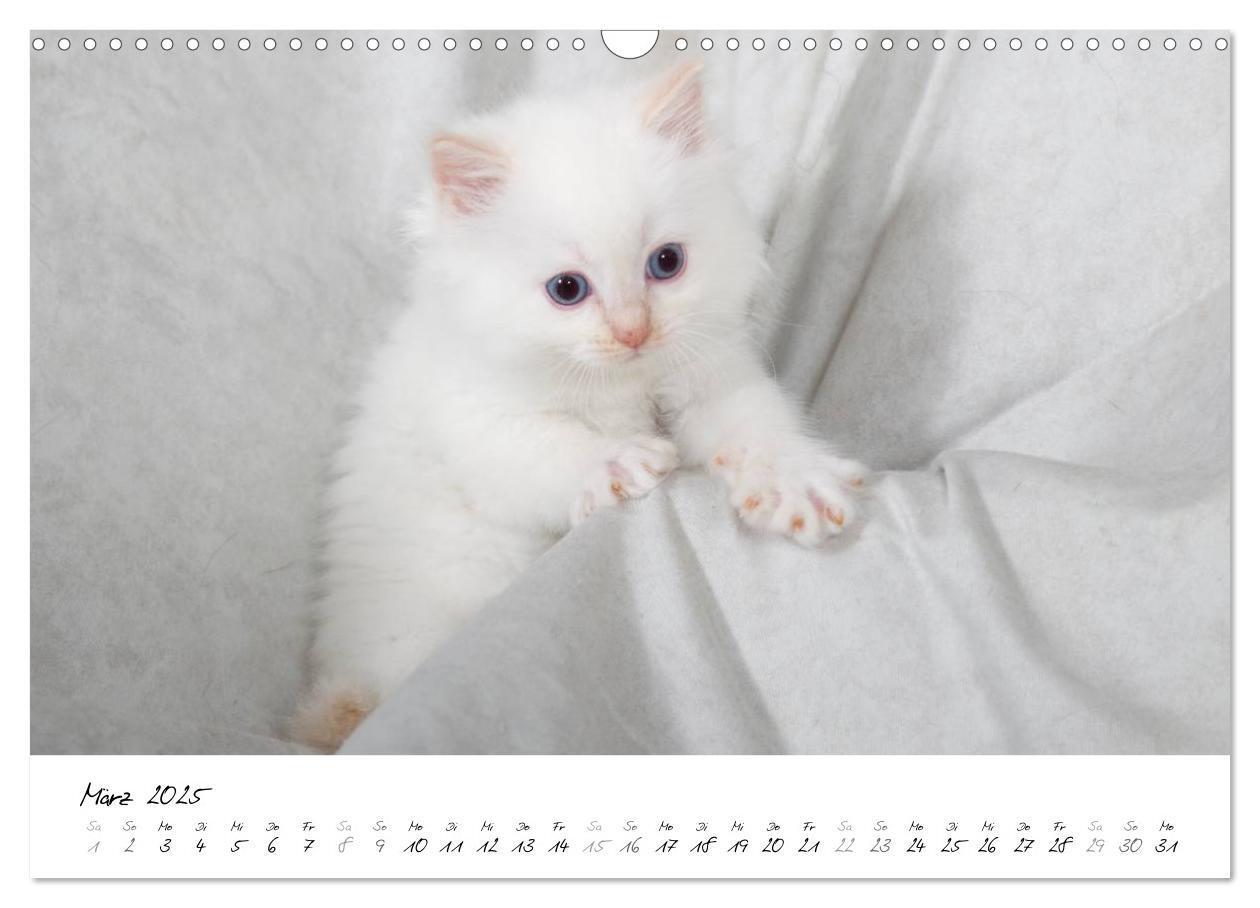 Bild: 9783435756094 | Ragdoll Kitten (Wandkalender 2025 DIN A3 quer), CALVENDO...