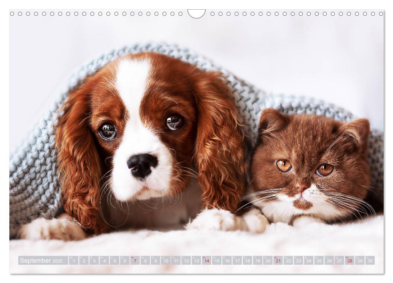 Bild: 9783435179978 | Der Welpenkalender - Cavalier King Charles Spaniel (Wandkalender...