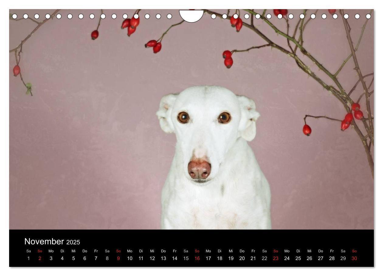 Bild: 9783435776092 | Der Windhundekalender (Wandkalender 2025 DIN A4 quer), CALVENDO...