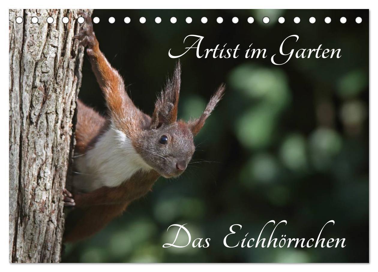 Cover: 9783435561551 | Artist im Garten. Das Eichhörnchen (Tischkalender 2025 DIN A5...