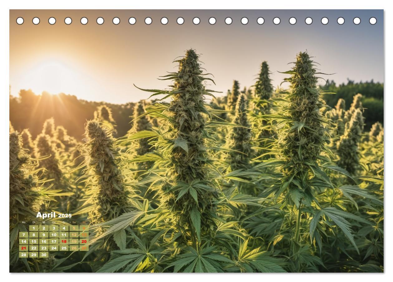 Bild: 9783383807282 | Wunderschöne Cannabisfelder (Tischkalender 2025 DIN A5 quer),...