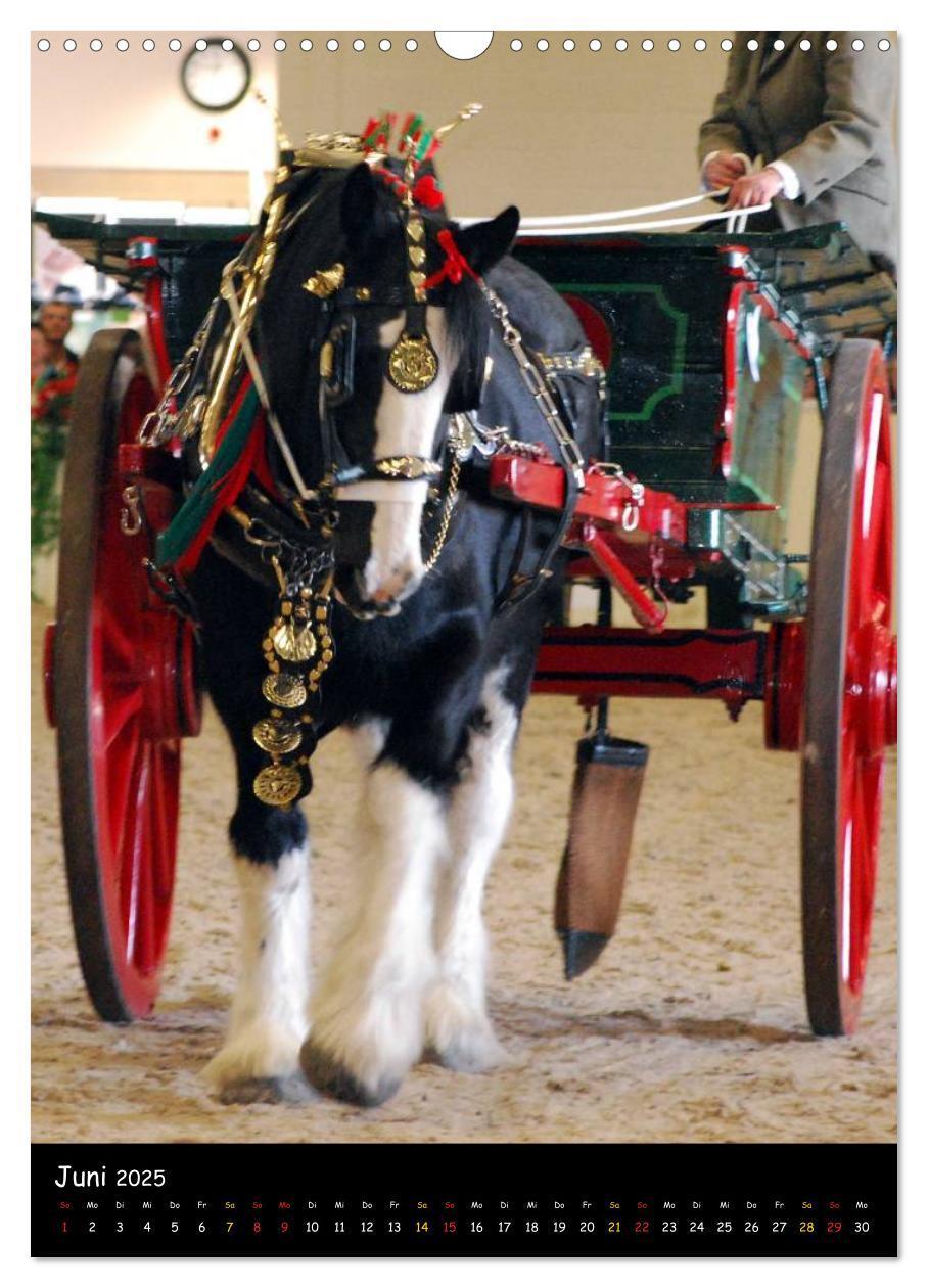 Bild: 9783457069646 | Shire Horse - Geschmückte Riesen (Wandkalender 2025 DIN A3 hoch),...