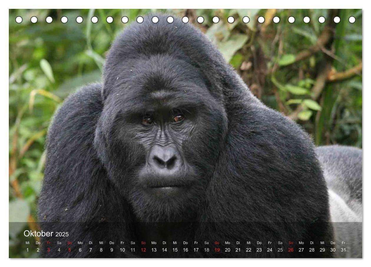 Bild: 9783435623068 | Menschenaffen. Gorillas, Schimpansen, Orang-Utans (Tischkalender...