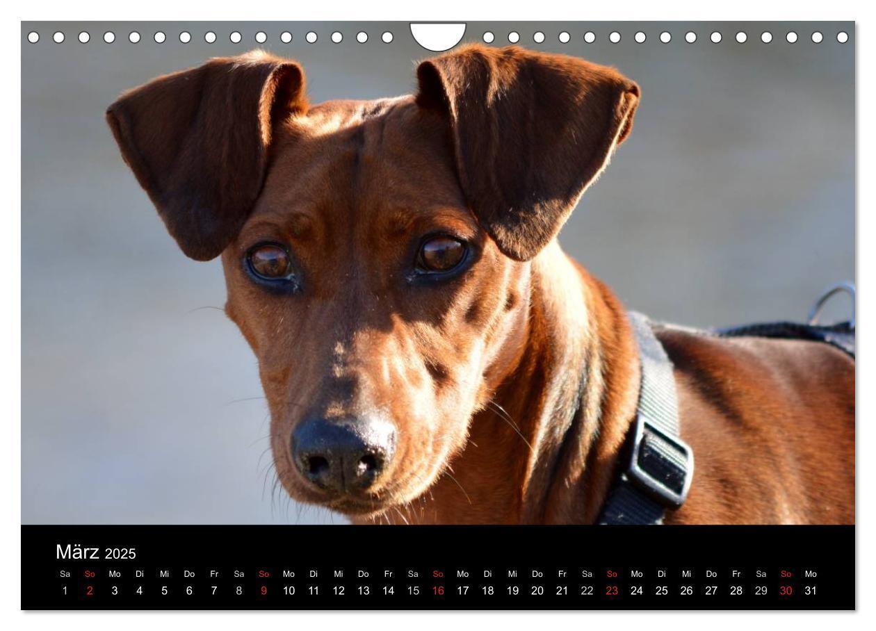 Bild: 9783435643738 | Deutscher Pinscher (Wandkalender 2025 DIN A4 quer), CALVENDO...