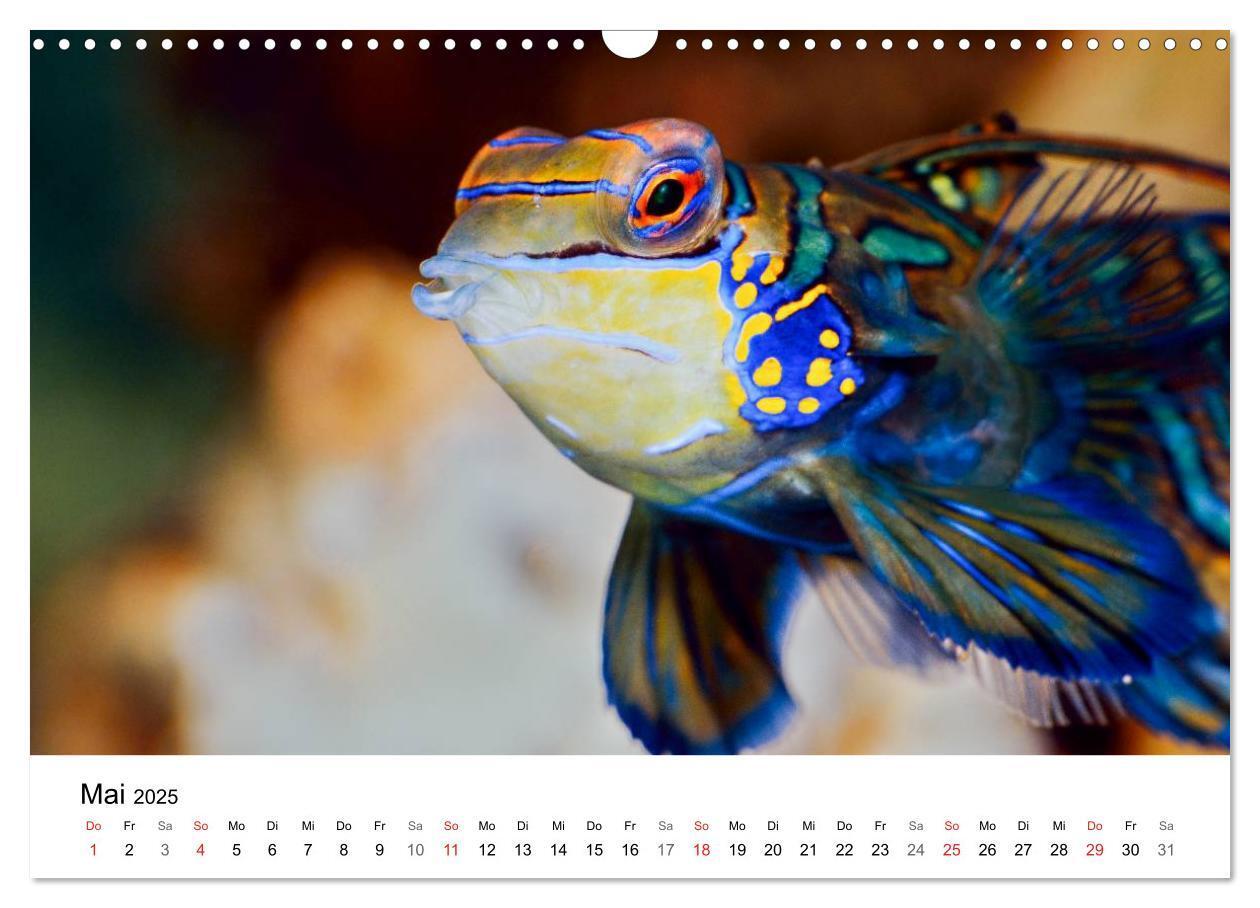 Bild: 9783435793945 | Fischzauber - Wundervolle Aquarienfische (Wandkalender 2025 DIN A3...