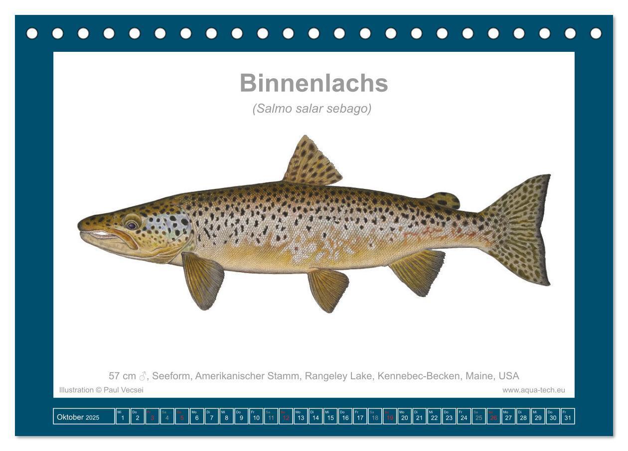 Bild: 9783383772559 | Fisch als Kunst 2025: Atlantische Lachse (Tischkalender 2025 DIN A5...